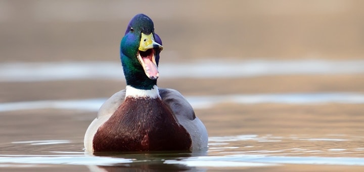 quacking duck sound file